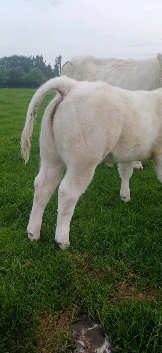Pbr char show heifer weanling - Image 2