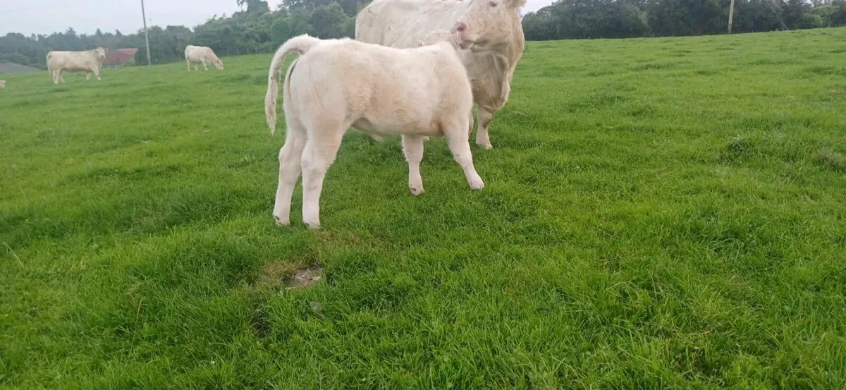 Pbr char show heifer weanling - Image 3