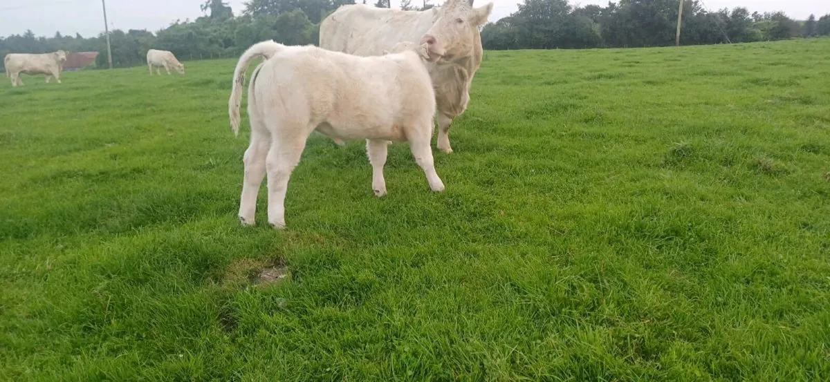 Pbr char show heifer weanling - Image 4