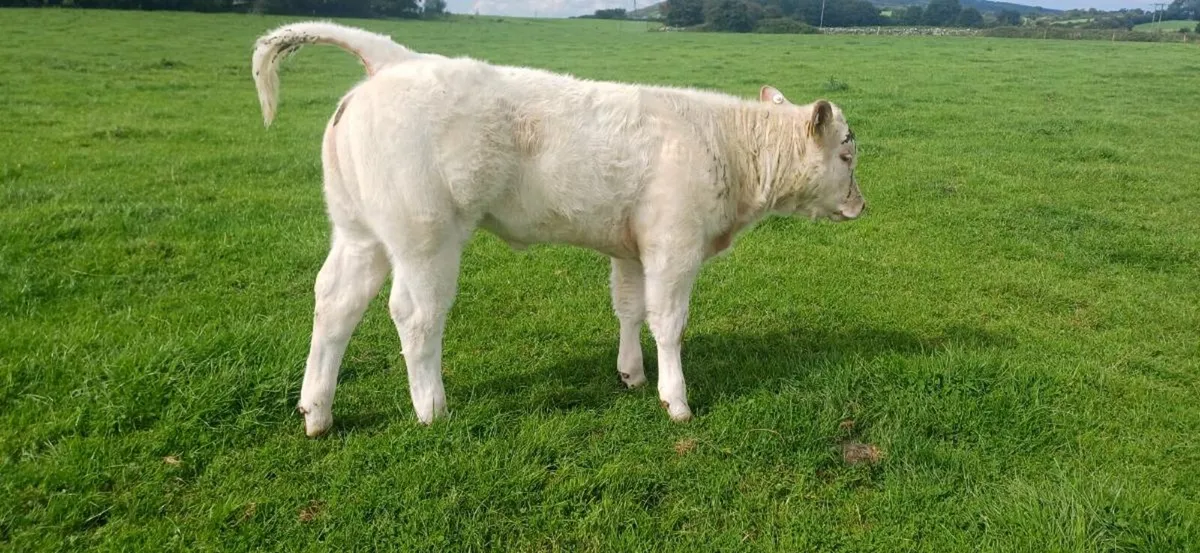 Pbr char show heifer weanling - Image 1