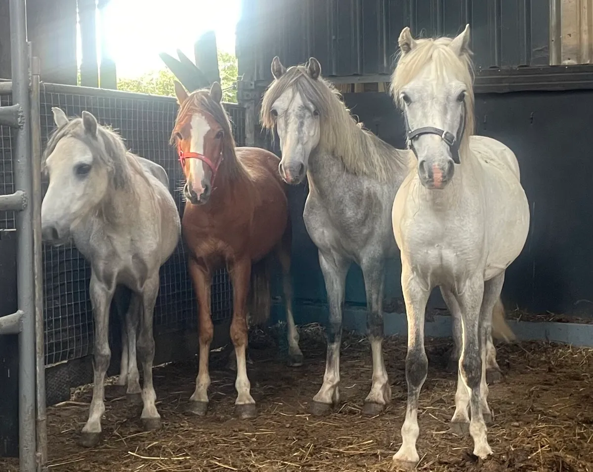 Gelding yearlings €500 each - Image 1