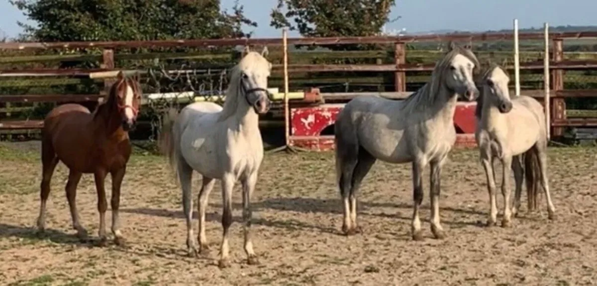 Gelding yearlings €500 each - Image 2