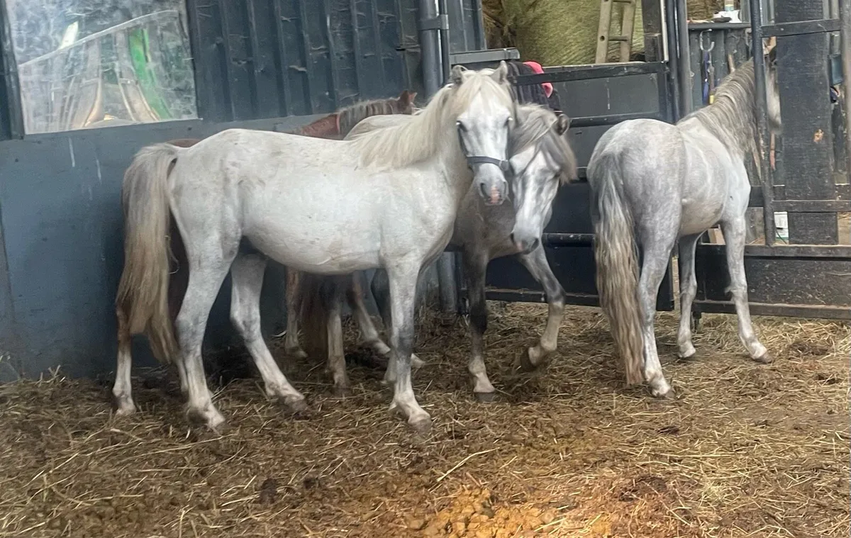 Gelding yearlings €500 each - Image 4