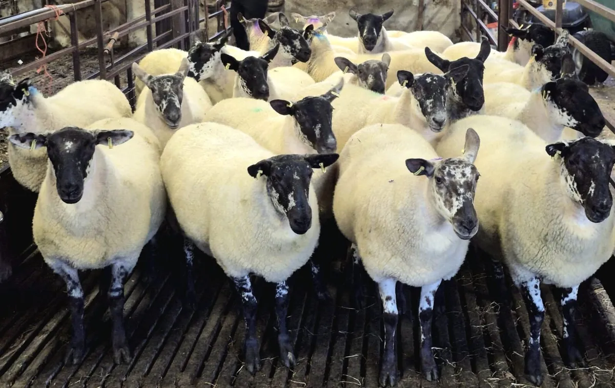Coolaney sheep sales Co.Sligo - Image 1