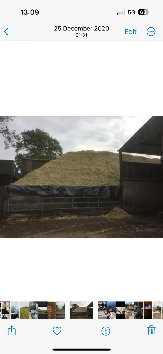 Maize silage - Image 1