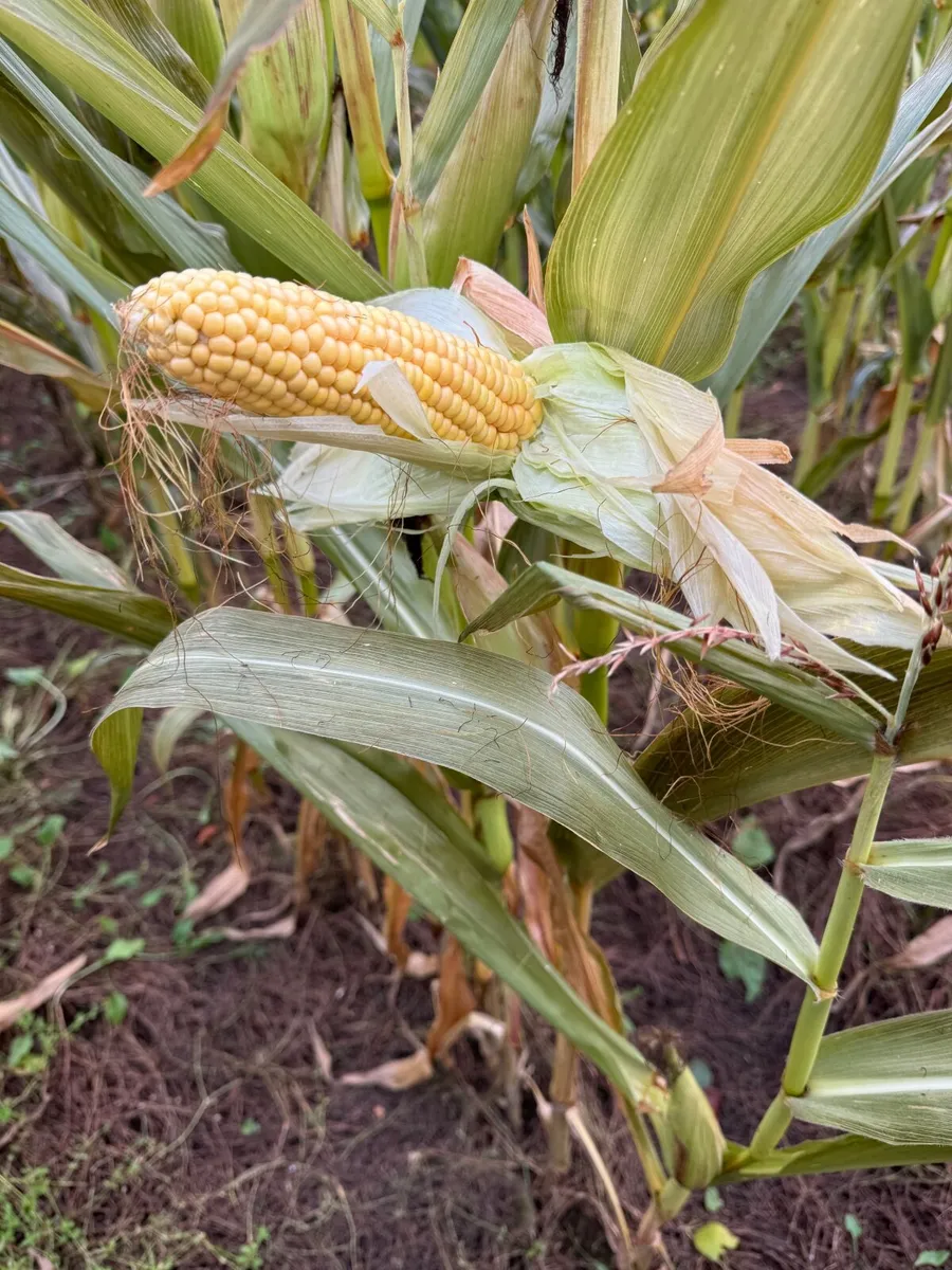 Maize silage - Image 2