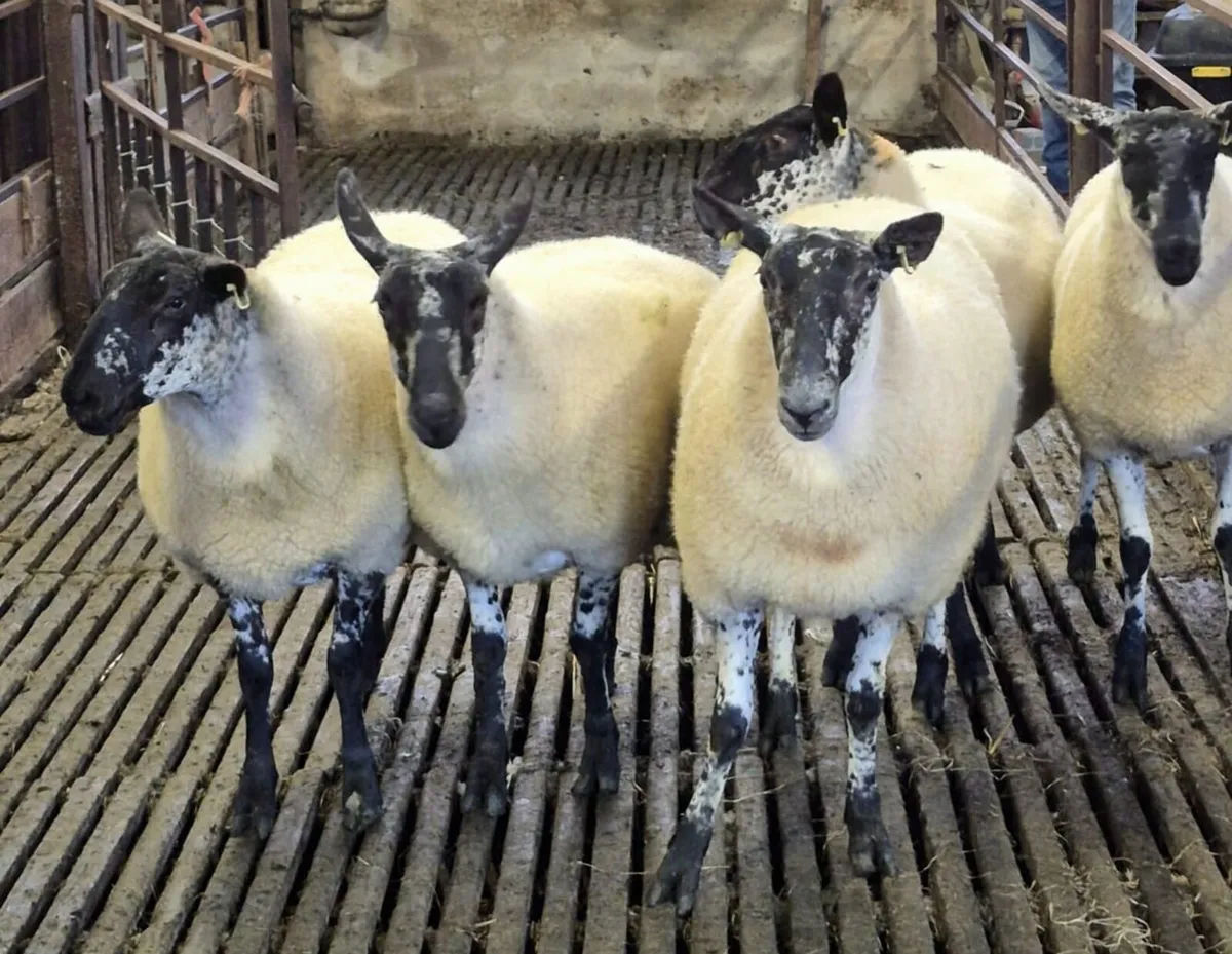 Coolaney sheep sales Co.Sligo - Image 2