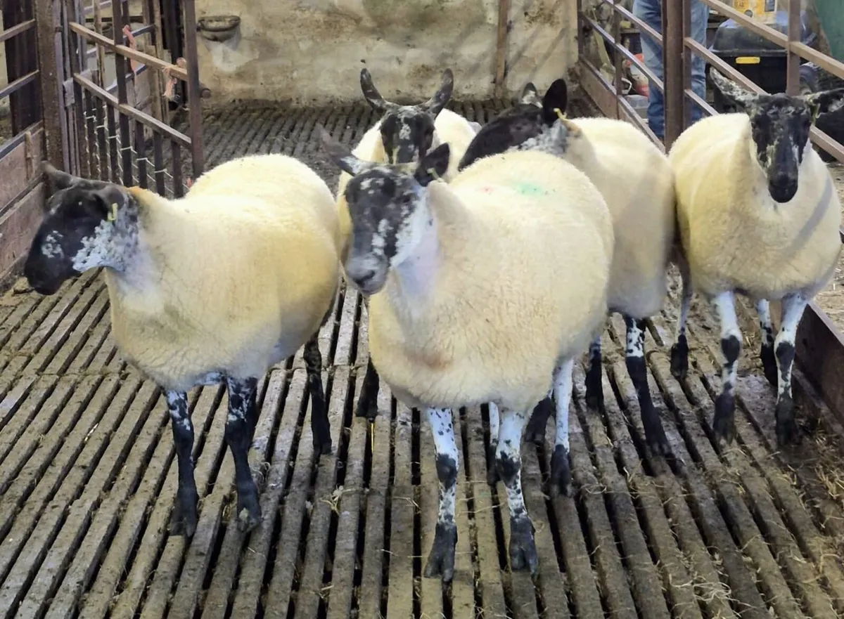 Coolaney sheep sales Co.Sligo - Image 3
