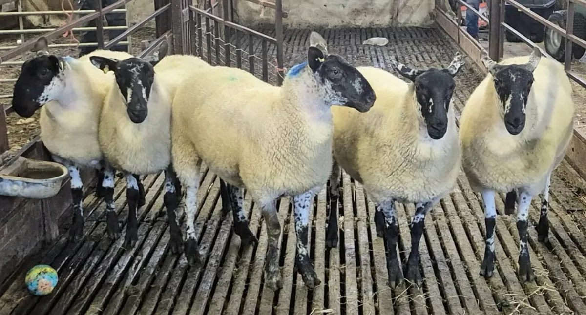 Coolaney sheep sales Co.Sligo - Image 4