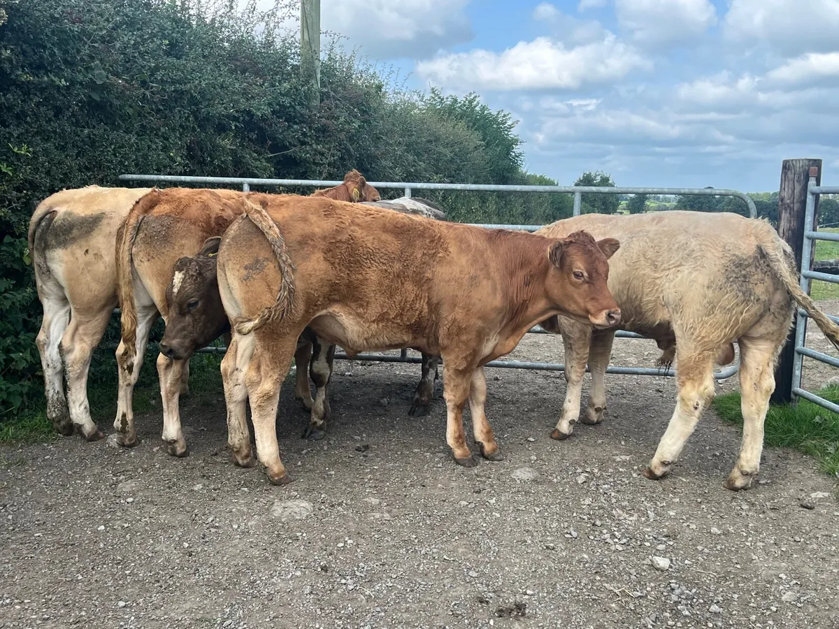 5 Super U-grade 440kg bullocks - Image 1