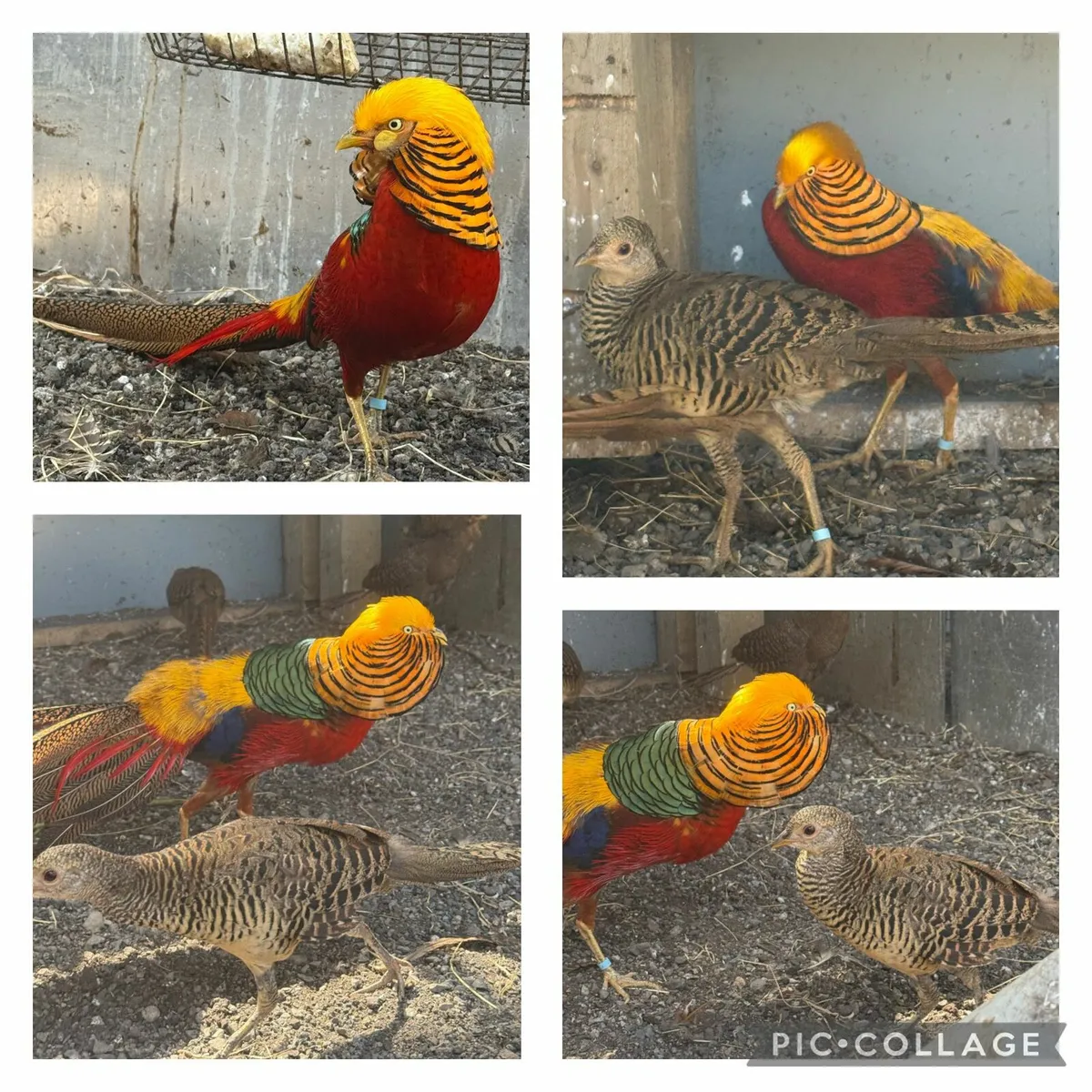 Pheasants - Image 2