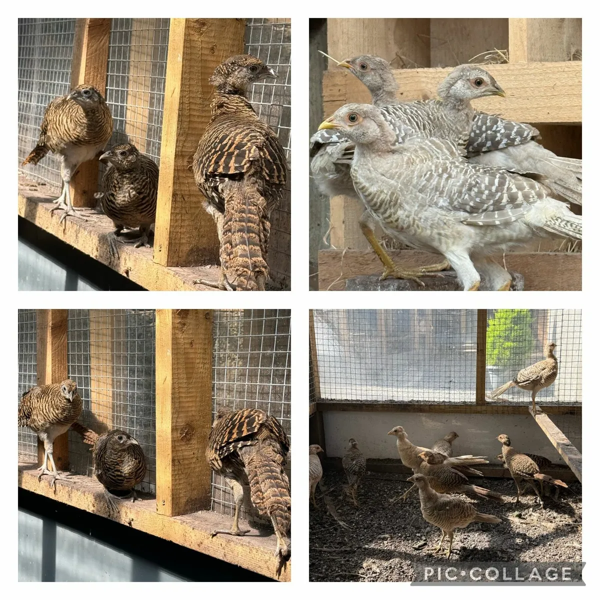 Pheasants - Image 3