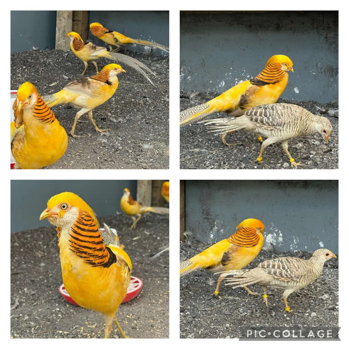 Pheasants - Image 4
