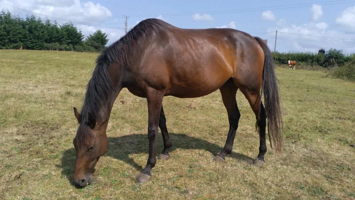 TB Mares - Image 1