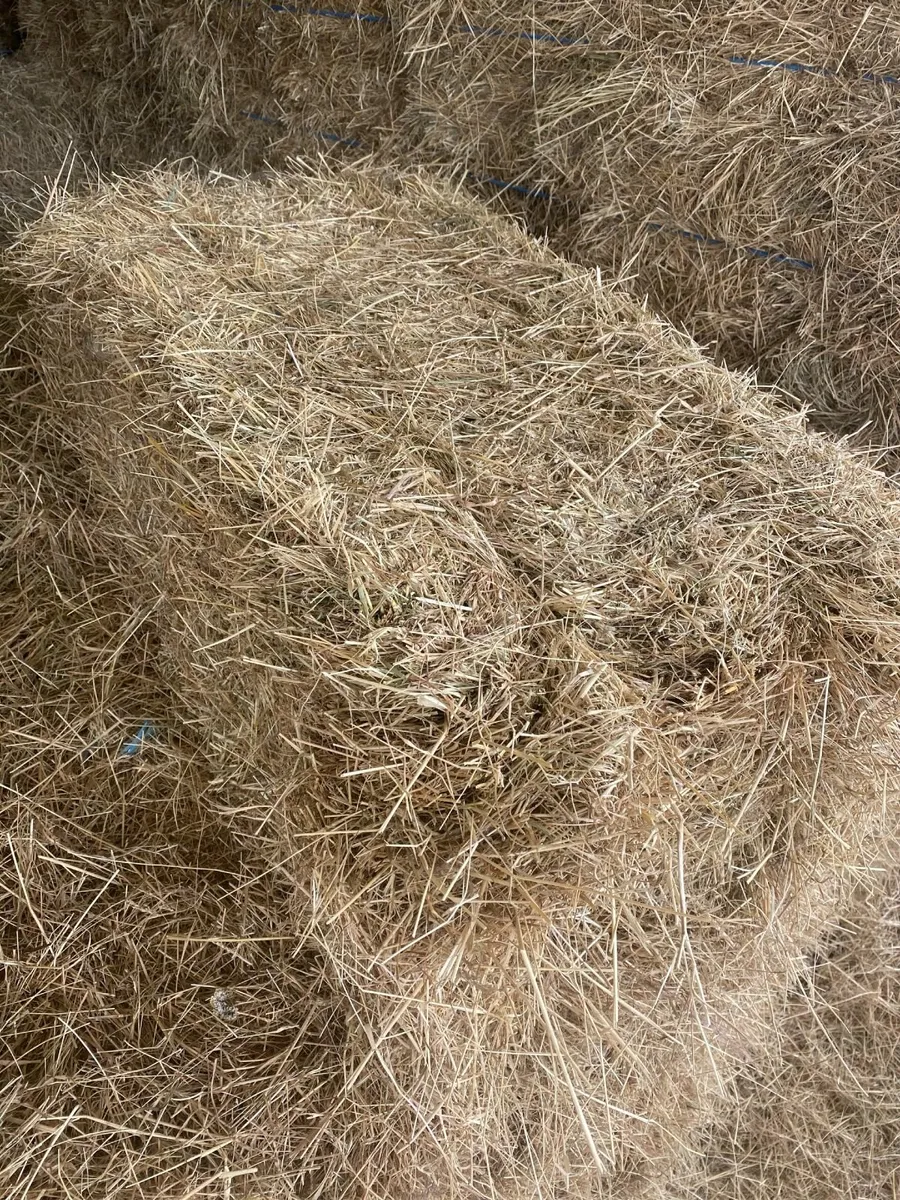 Square bales of hay