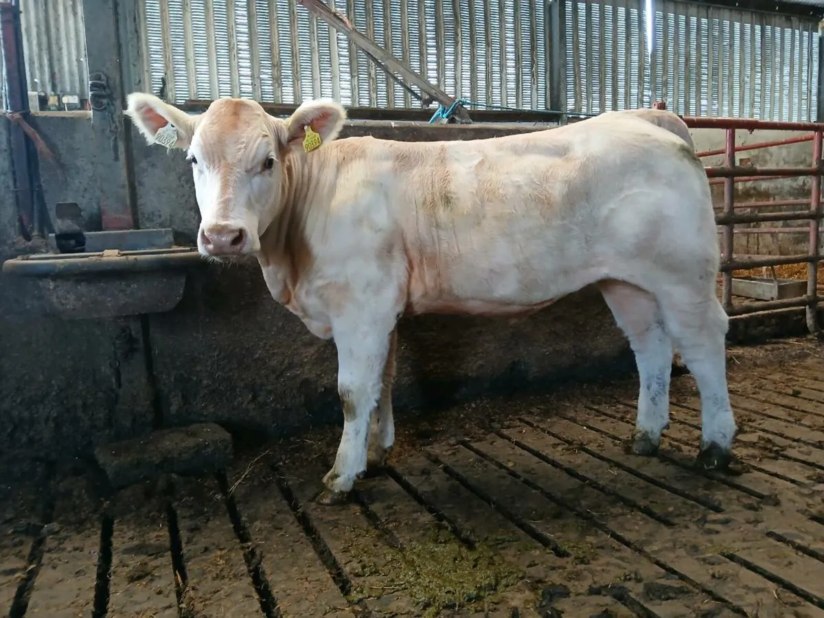 Purebred heifer - Image 1