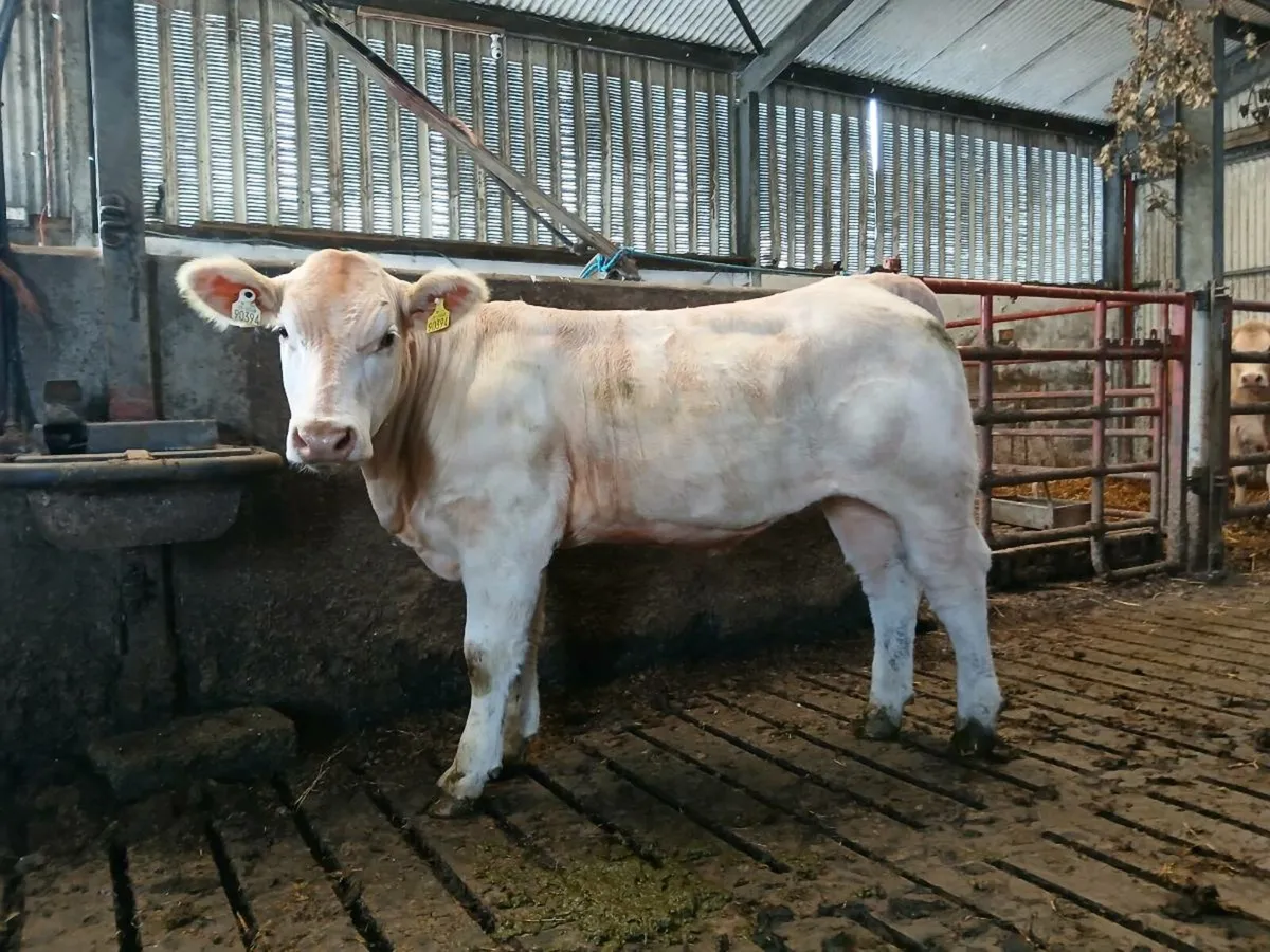 Purebred heifer - Image 2
