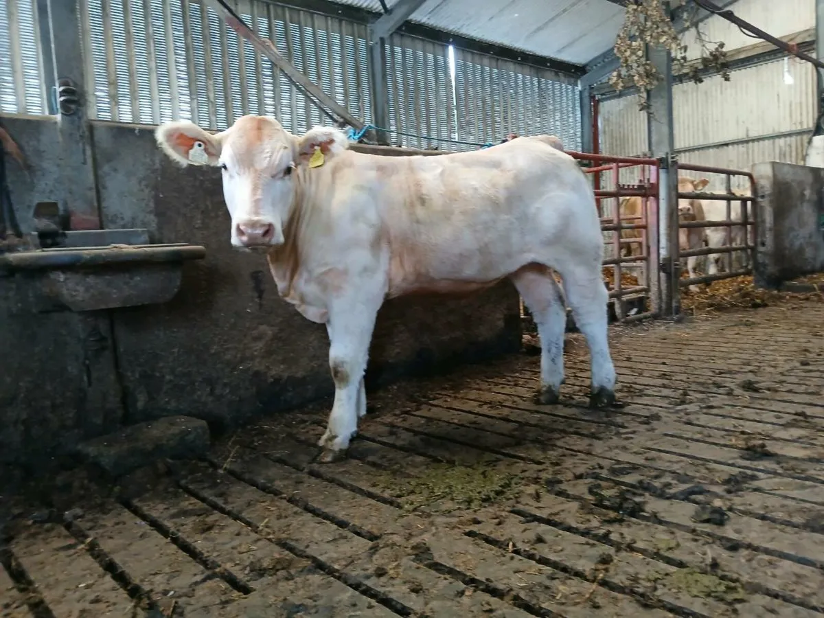 Purebred heifer - Image 3