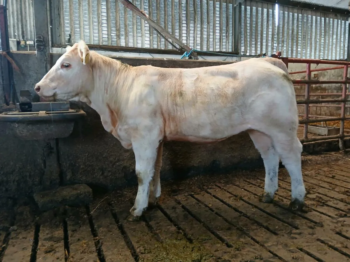 Purebred heifer - Image 4