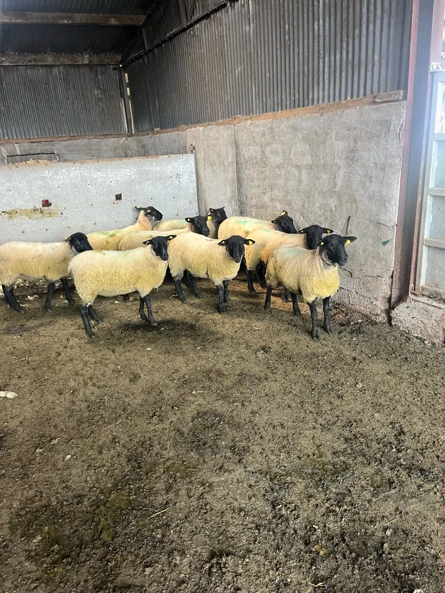 💥10 smashing Suffolk Hoggets  💥 - Image 1