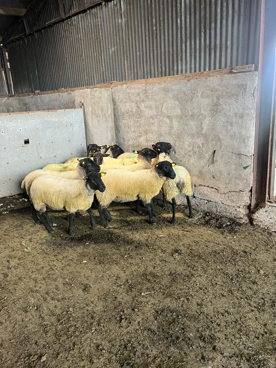 💥10 smashing Suffolk Hoggets  💥 - Image 2