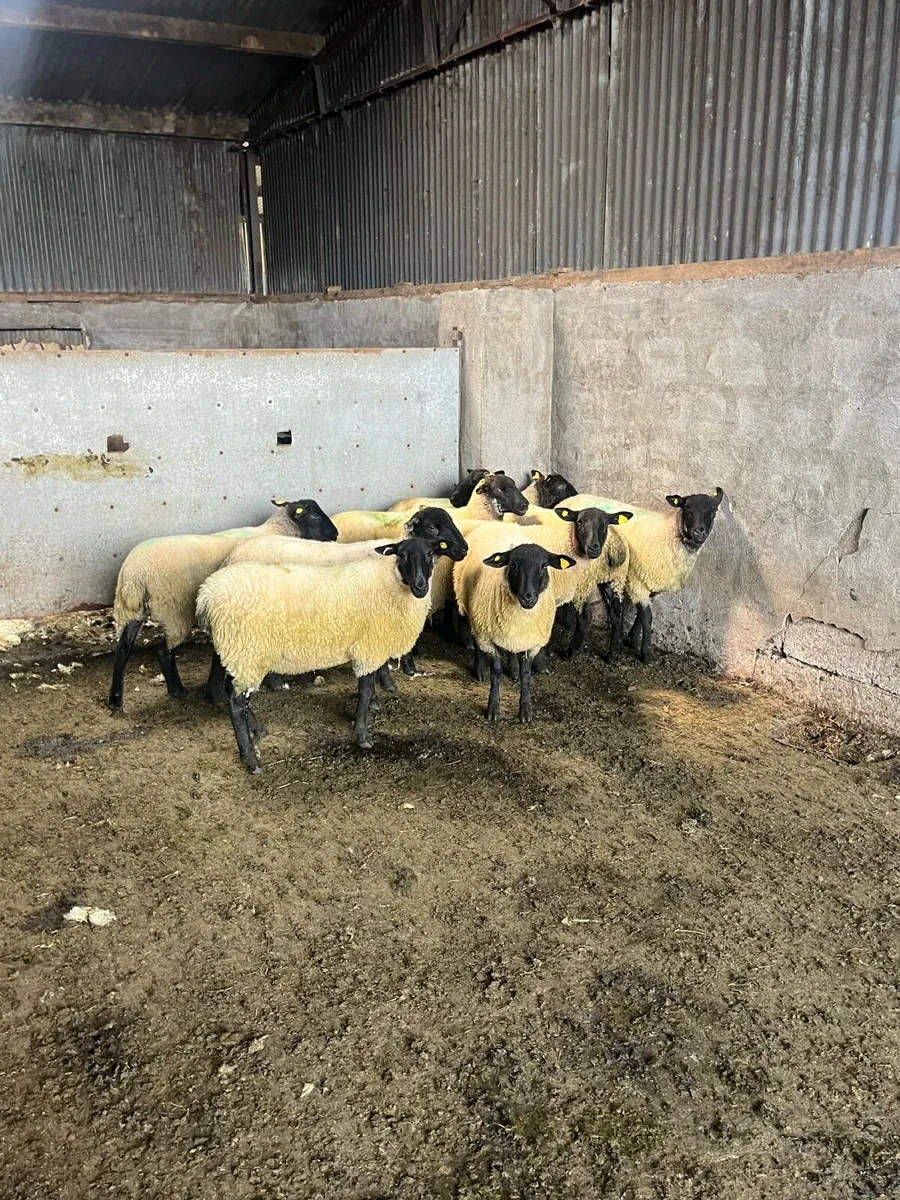 💥10 smashing Suffolk Hoggets  💥 - Image 3