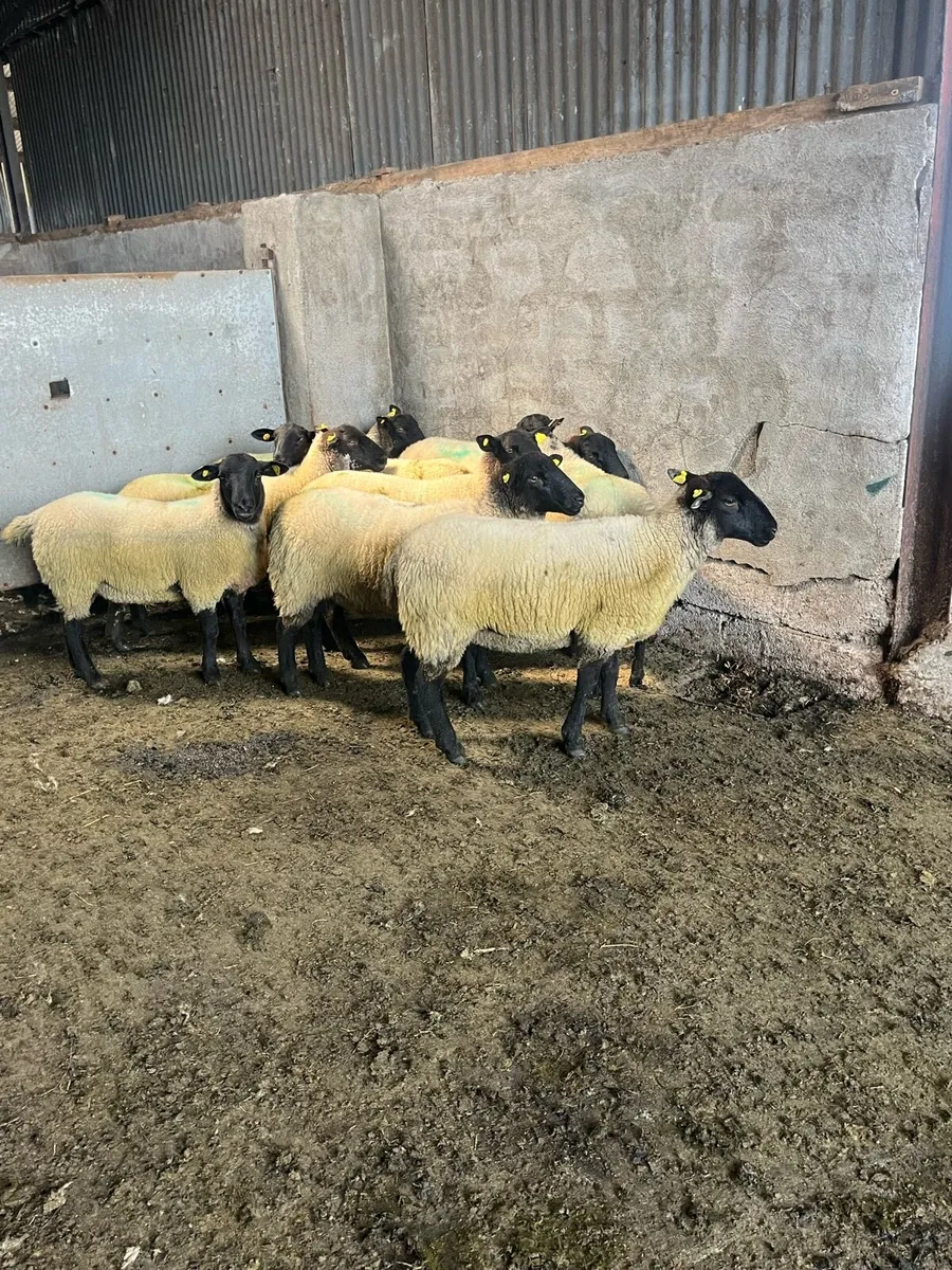 💥10 smashing Suffolk Hoggets  💥 - Image 4
