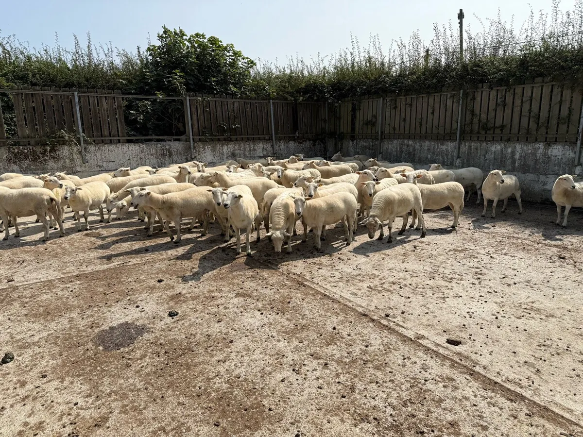 Easycare Hoggets fully organic for sale - Image 1