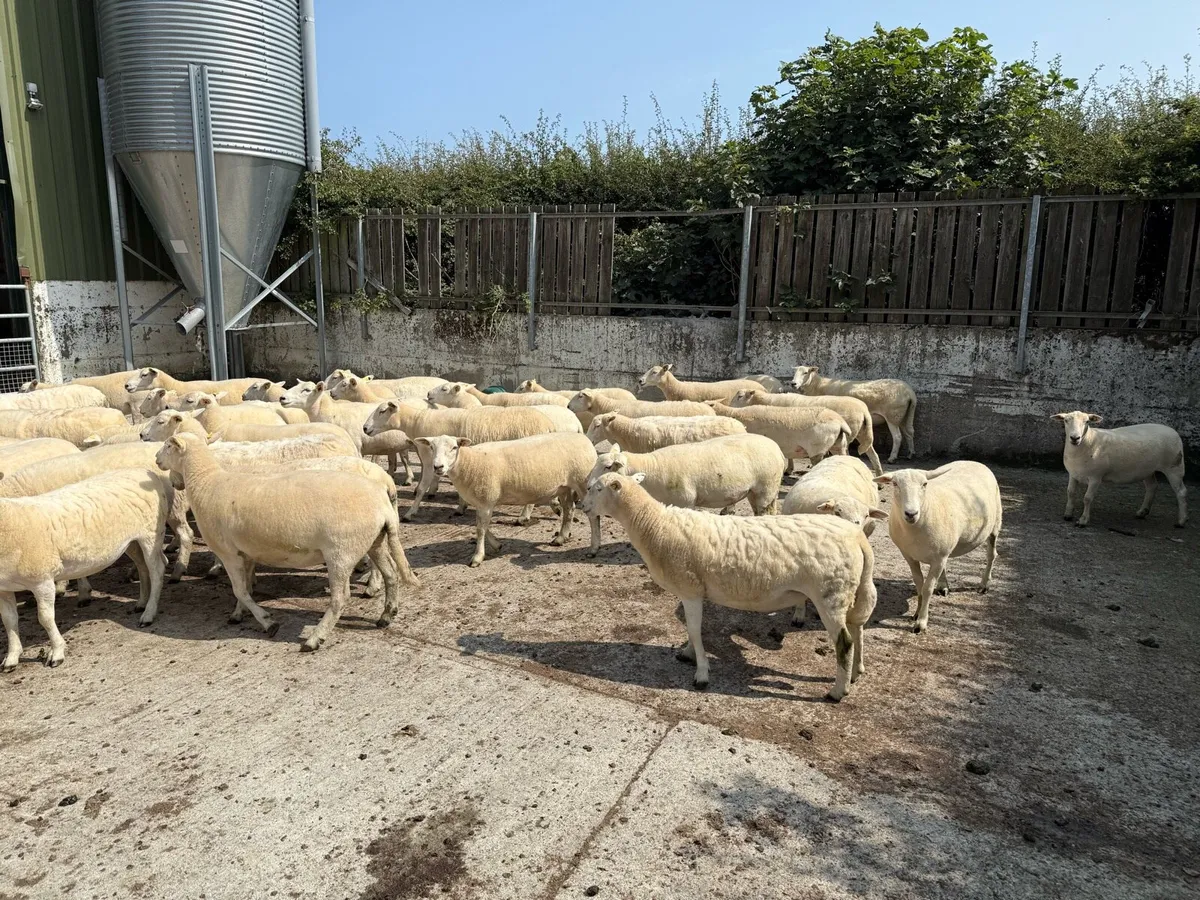 Easycare Hoggets fully organic for sale - Image 2