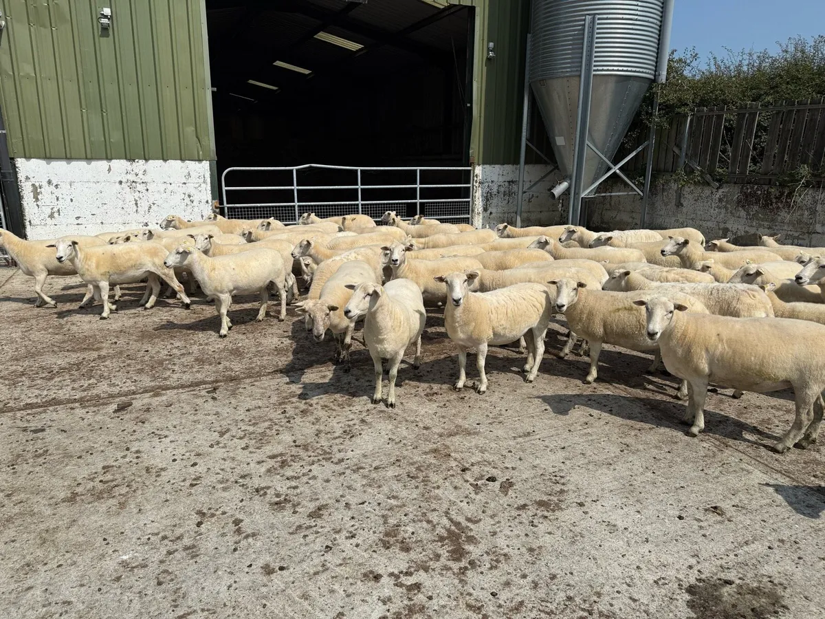 Easycare Hoggets fully organic for sale - Image 3