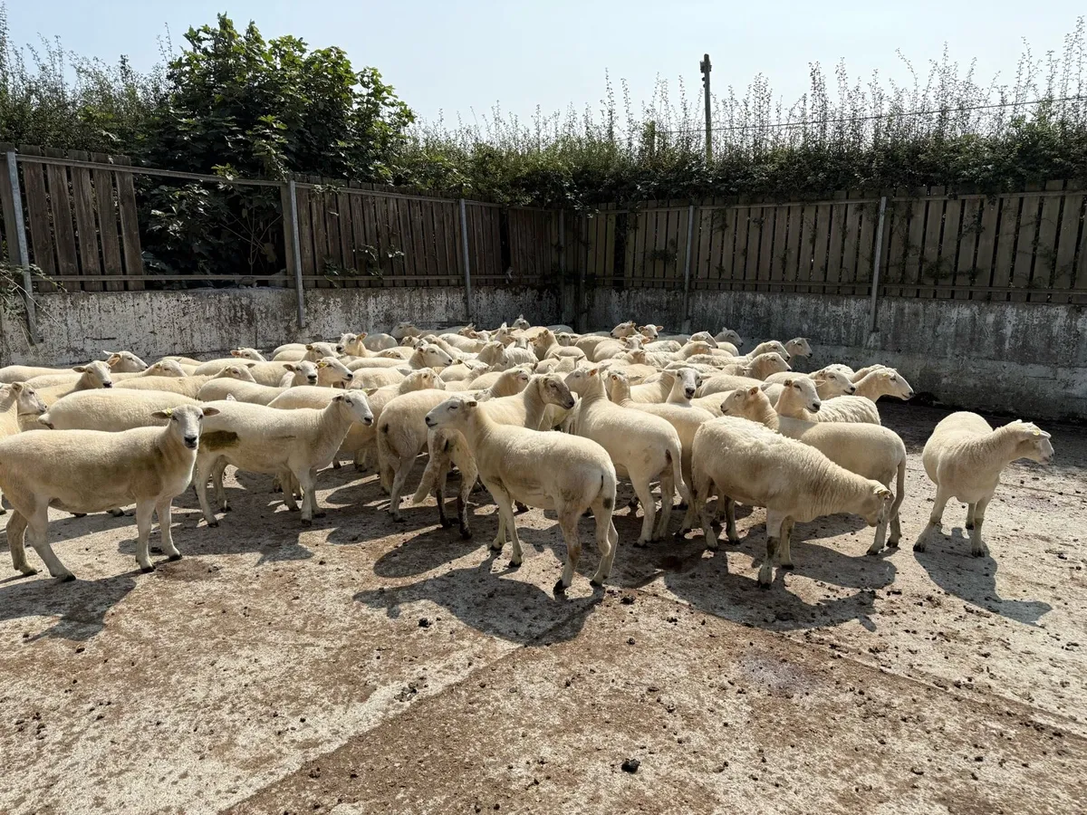 Easycare Hoggets fully organic for sale - Image 4