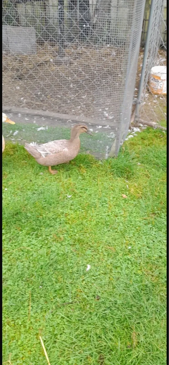 Ducks and Geese - Image 1