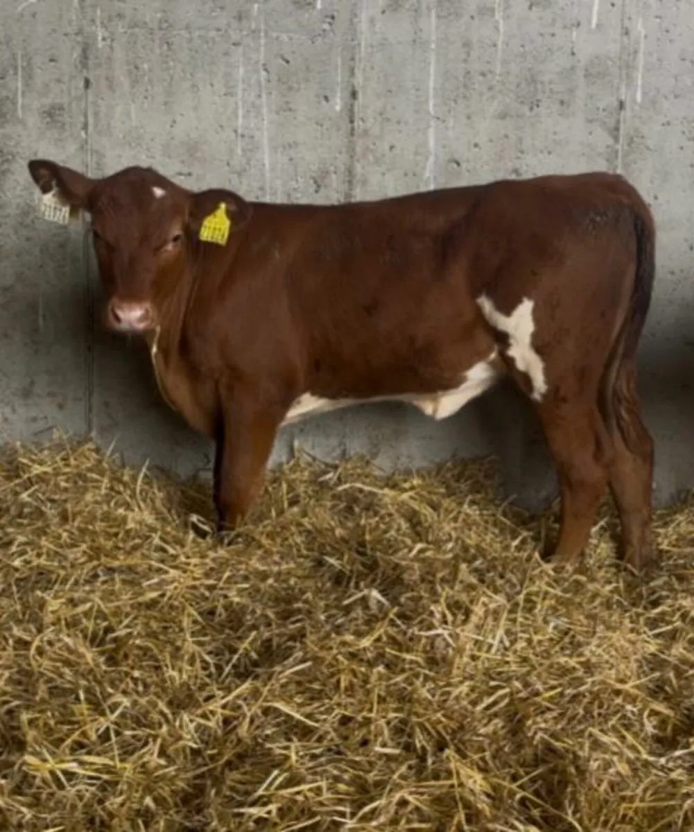 Super aa cross calves - Image 1