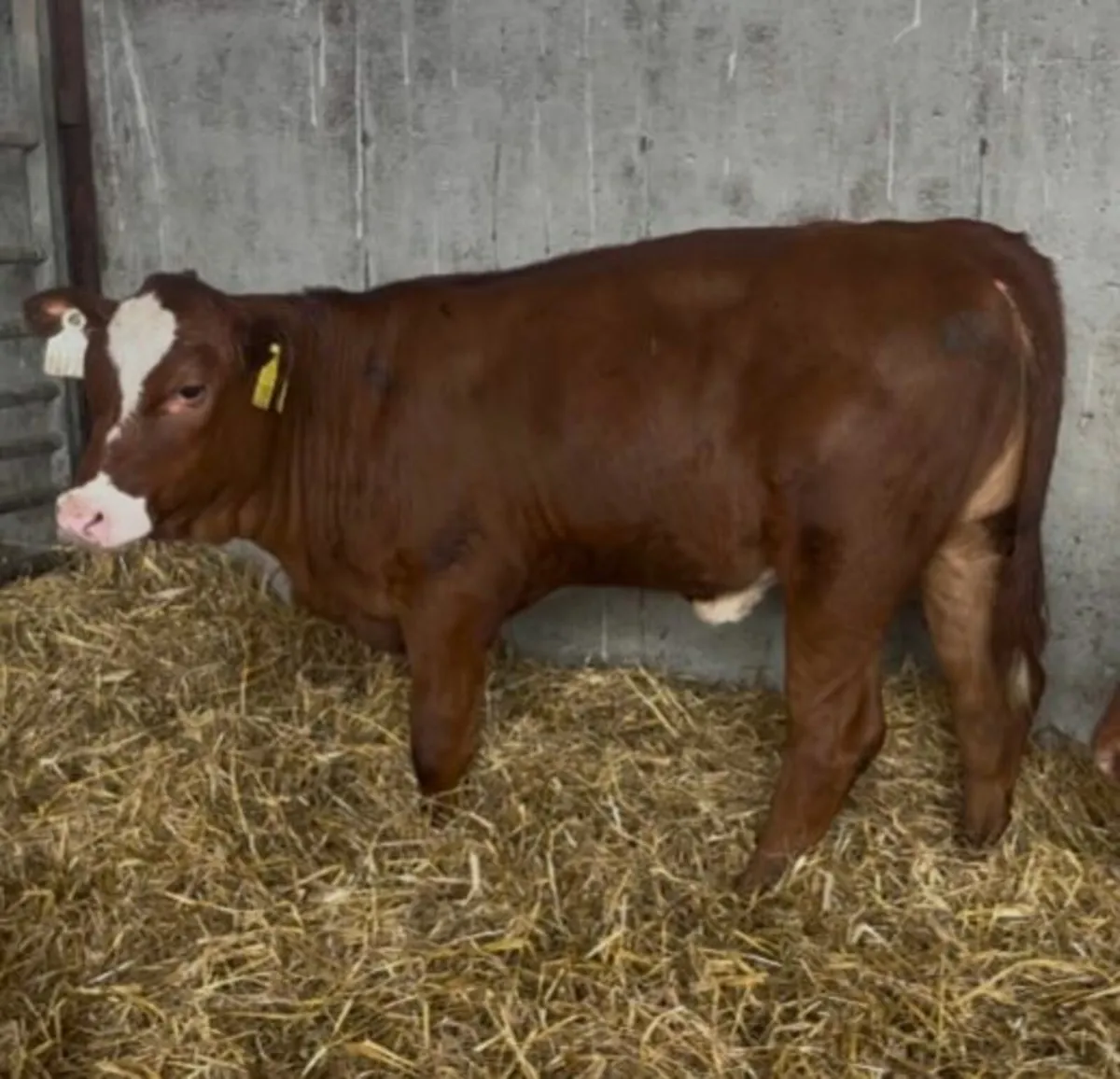 Super aa cross calves - Image 2