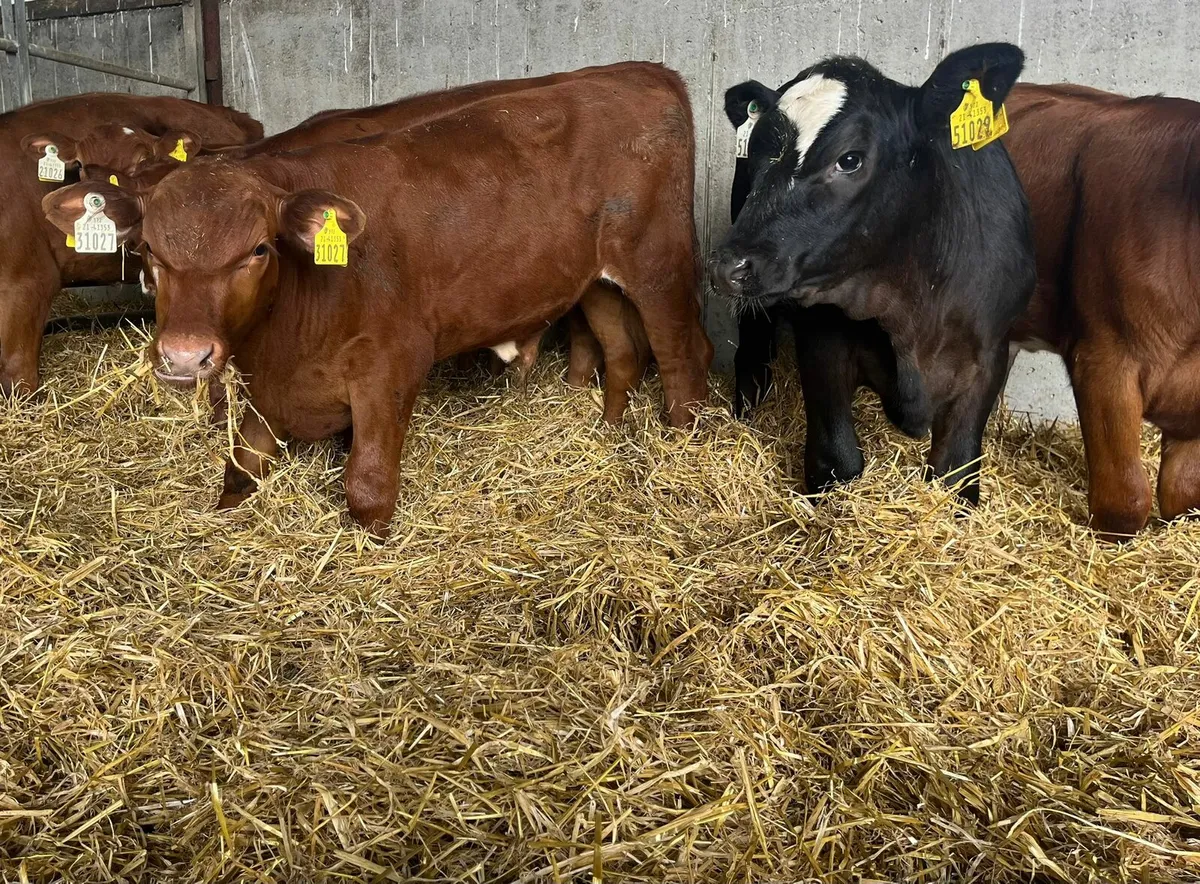 Super aa cross calves - Image 3