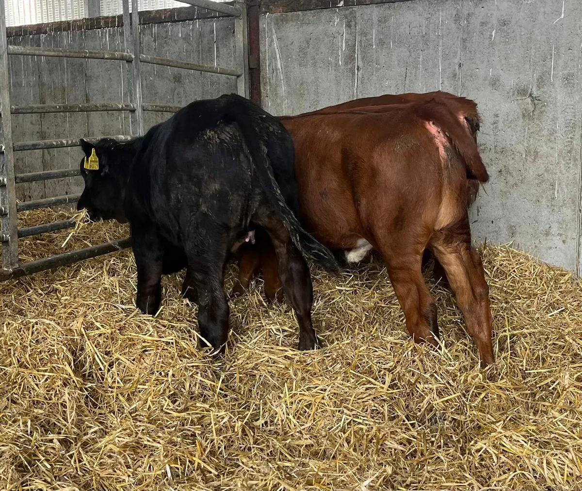 Super aa cross calves - Image 4