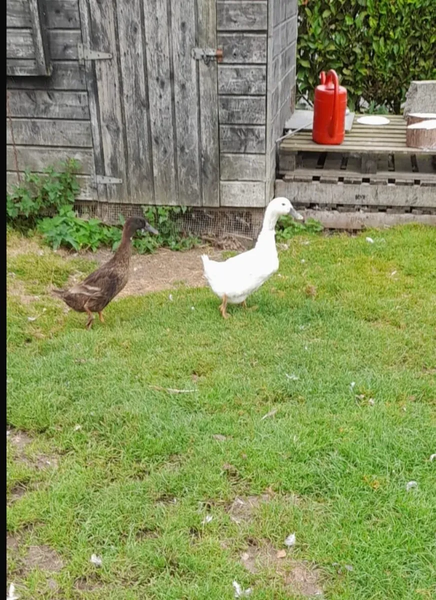 Ducks and Geese - Image 2