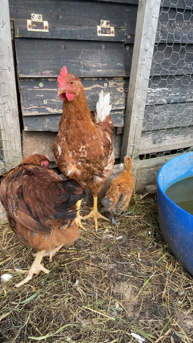 Cocks - Image 1