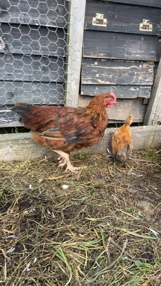 Cocks - Image 2