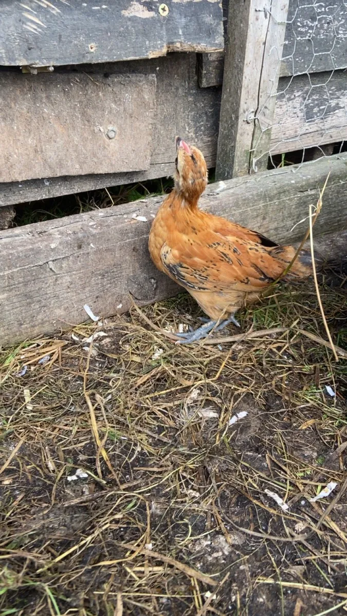 Cocks - Image 3
