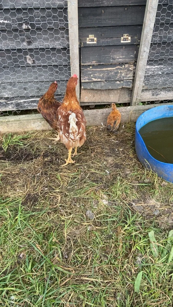 Cocks - Image 4