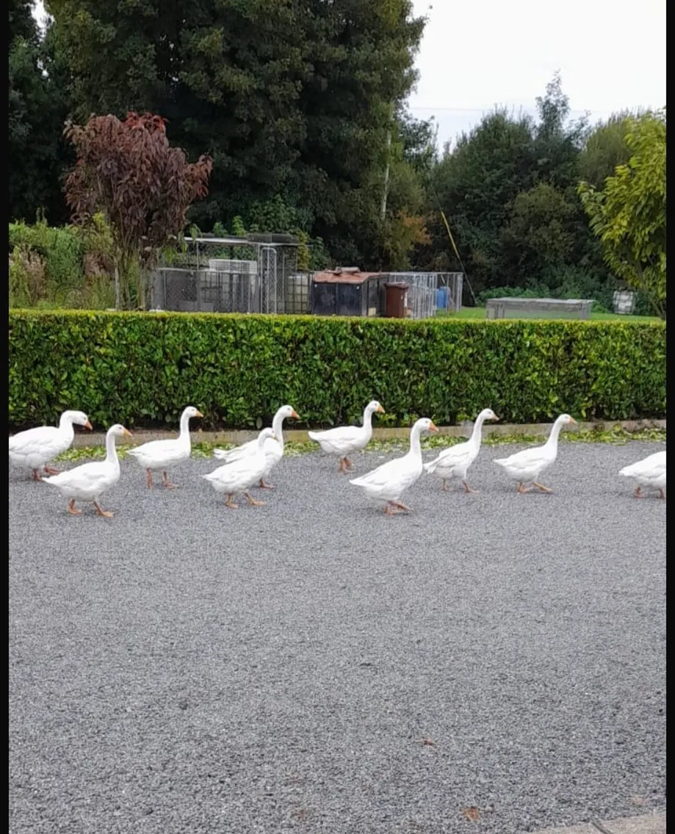 Ducks and Geese - Image 3