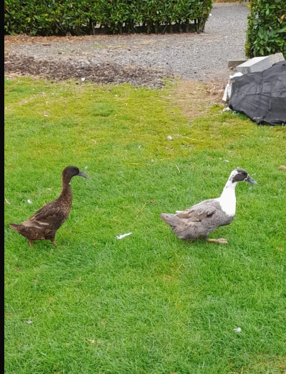 Ducks and Geese - Image 4