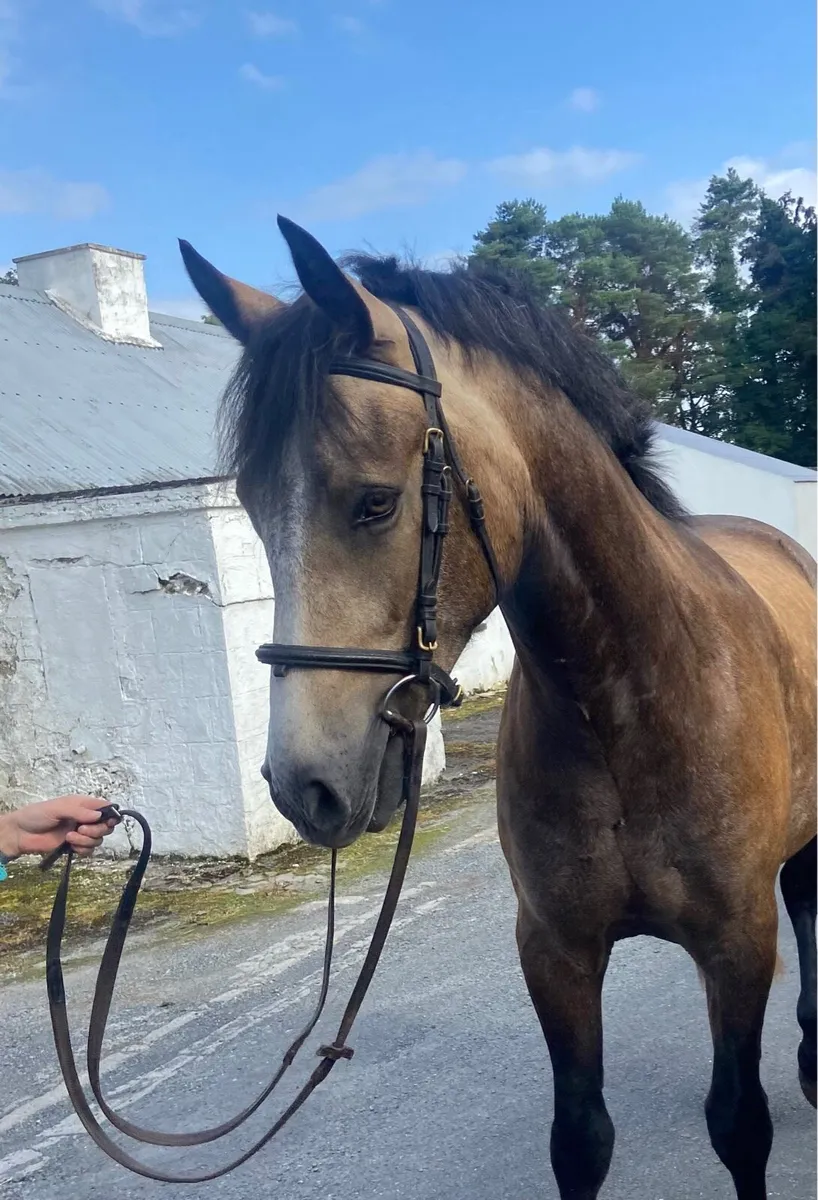 3yro Connemara Gelding - Image 2