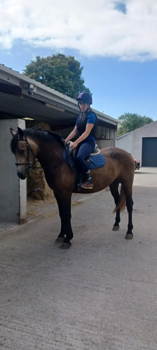 3yro Connemara Gelding - Image 4