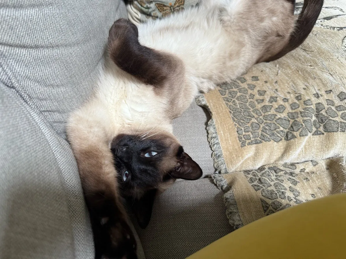Male Siamese - Image 2