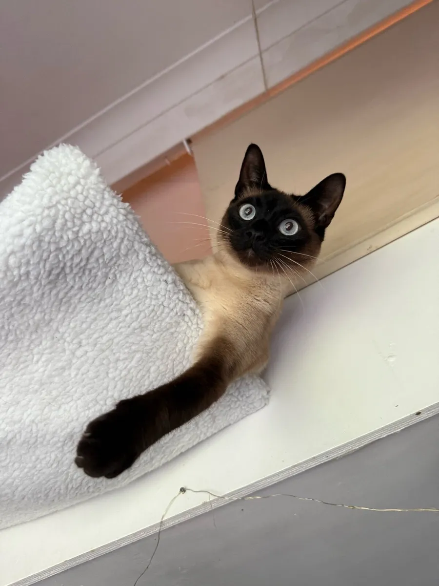 Male Siamese - Image 3
