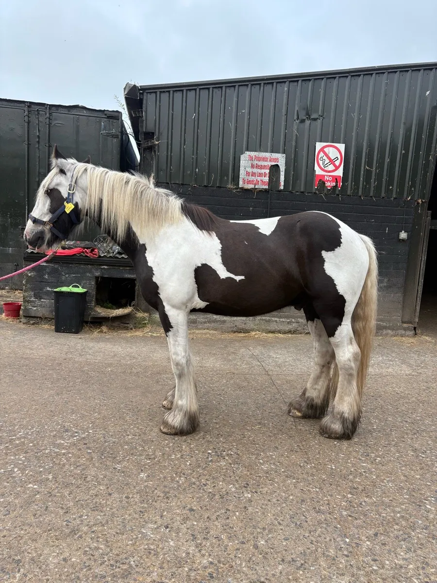 Horse - Image 3
