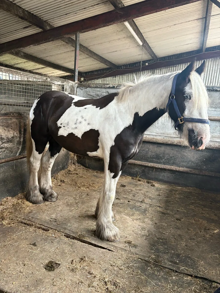 Horse - Image 4
