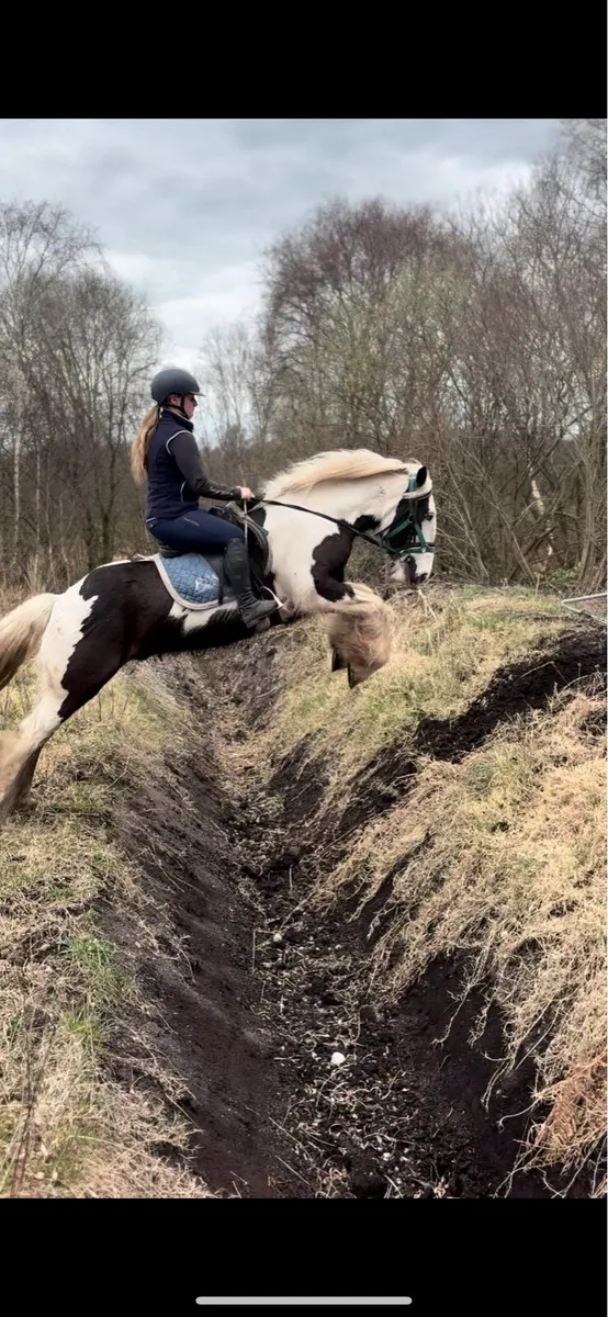 Horse - Image 1